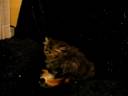 Teacup Kitten 4 adoption www.tcup-persians.com
