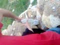 la botella de mangi