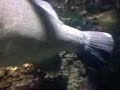 Big Murray Cod