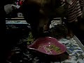 Click here to watch this video 柴犬もどきの華♪ 誕生日ケーキを早食い^^;