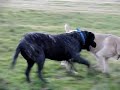Boerboel en Mastiff Boerboel en Mastiff