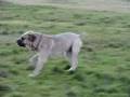 Boerboel en Mastiff