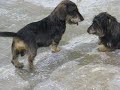 Hugo & Lucy Celebrate