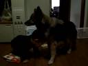 baby and dog 2