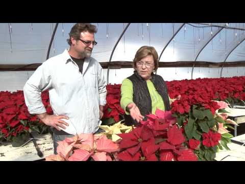 how to transplant poinsettias