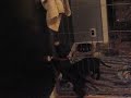 Pitbul Puppy *Tries to Attack a Towel*