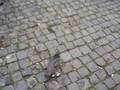 videos de Persecucion de palomas
