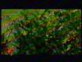 videos de Carlos Castro el gran capitan