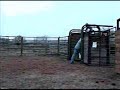 SG-M - Weanling Bull