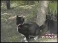Vogel vs Katze