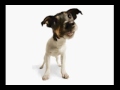 Pet Food Bites #3 Chemical Preservatives
