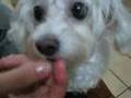 My-pet-05