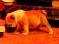 videos de cachorro Bulldog Inglés