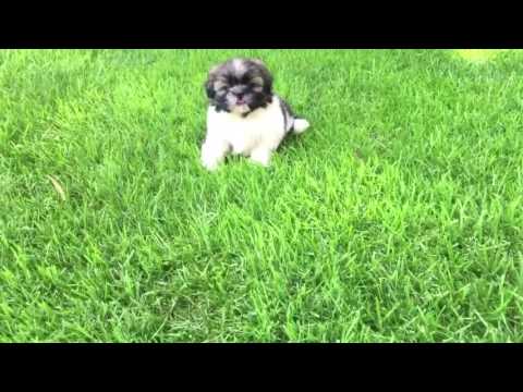 Teddy is the perfect Shih Tzu puppy in everyway