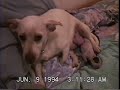 Chewy gives birth
