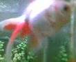 fishies
