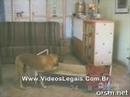 cachorro educado cachorro educado