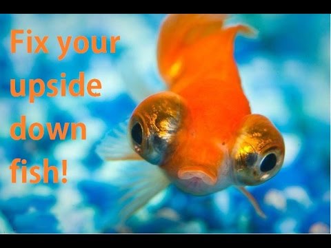 how to cure swim bladder in a goldfish