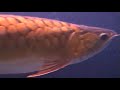 Arowana Competition at Aquarama 2007