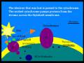 videos de Photosynthesis_0003.wmv