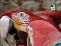 Animal Planet al Extremo - Glotones 2/5 Animal Planet al Extremo - Glotones 2/5