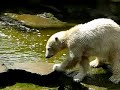 More Knut roaring!!!