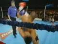 cung le