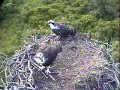 sibling rivalry on the OSPREY nest UNO DOS DPOF