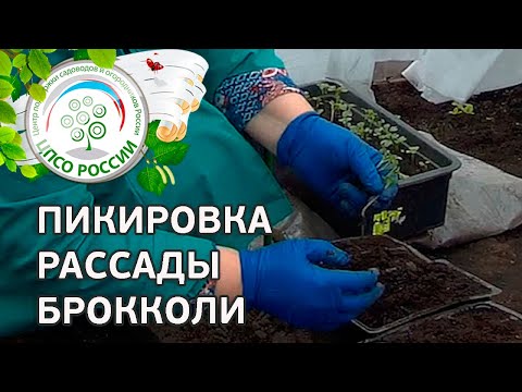 Пикировка капусты брокколи. Как пикировать рассаду капусты брокколи.