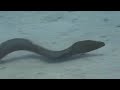 Scuba Diving Maldives Sharm with Turtles, Sharks & Rays