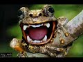 فيديو اغرب حيوانات العالم مقدم من وسيم ناصر عوريف