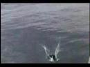 Mackeral Summer Episode 20 Mackeral Fever Mackeral Summer Episode 20 Mackeral Fever