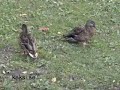 Vad st�r IIRC f�r - en konversation