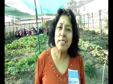 Difunden la práctica de la agricultura urbana en Villa El Salvador