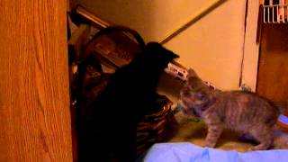 Ebony - Manx kitten for adoption
