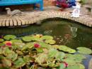 Garden Pond At Uppingham Garden Pond At Uppingham