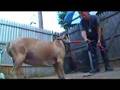 Pitbull raid