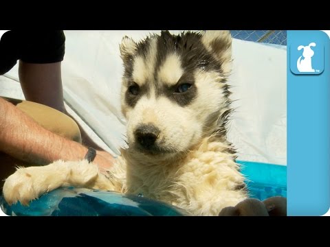 Husky Puppies First Time in Pool - Puppy Love