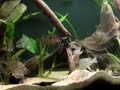 South American Cichlids new tank set up