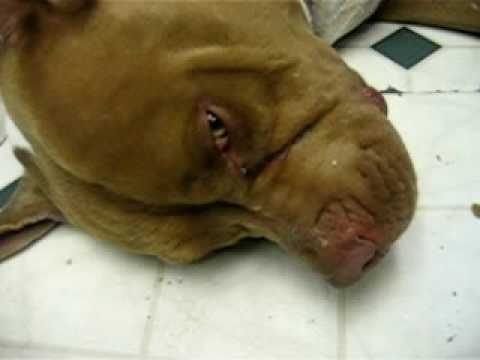 red nose pitbull