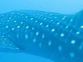 Huuge Whale Shark In The Maldives