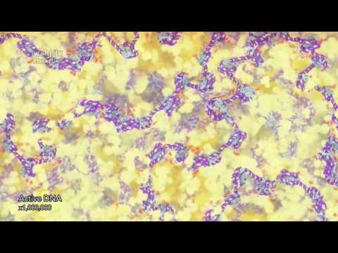 Epigenetics – no narration - YouTube