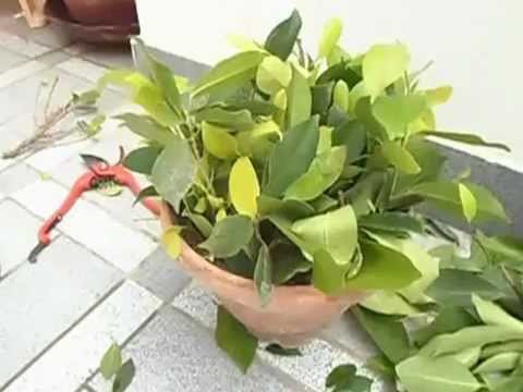 how to grow ficus