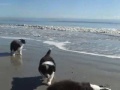 6 wk old Border Collie Puppies