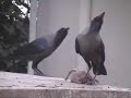 Rat eaten by crows and eagle!