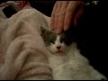 Kitty Head Massage
