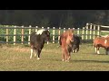 Chevaux miniatures fin novembre 2009