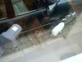 Cat fight!!!