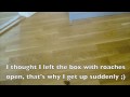 How a cockroach gets up