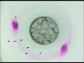 Experiment VIII: Hadley Circulation